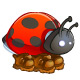 MONTURE : Coccinelle