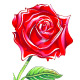 Rose à offrir St Valentin