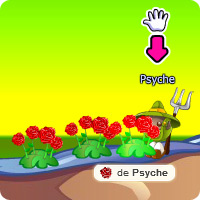 Graines de Roses
