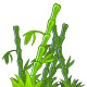Bamboutus Catapultus